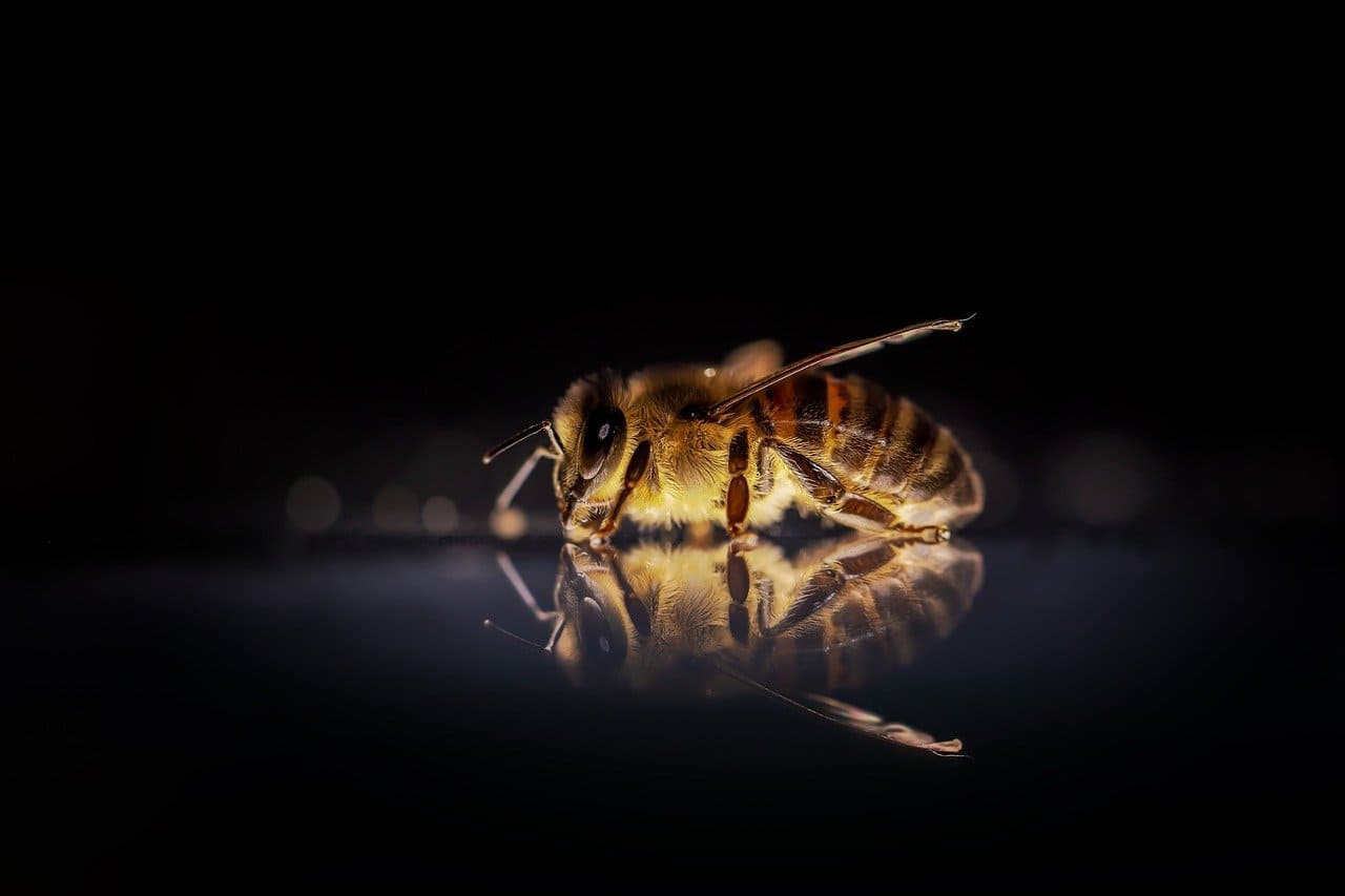 abeille à miel
