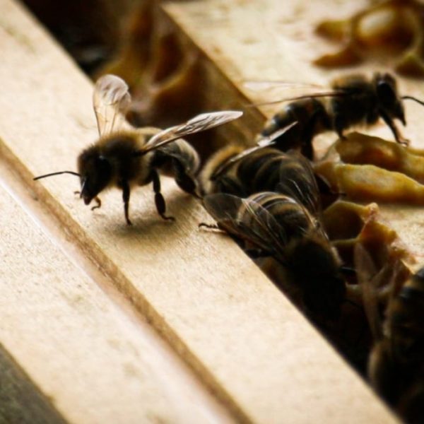 Des abeilles sur un cadre_1